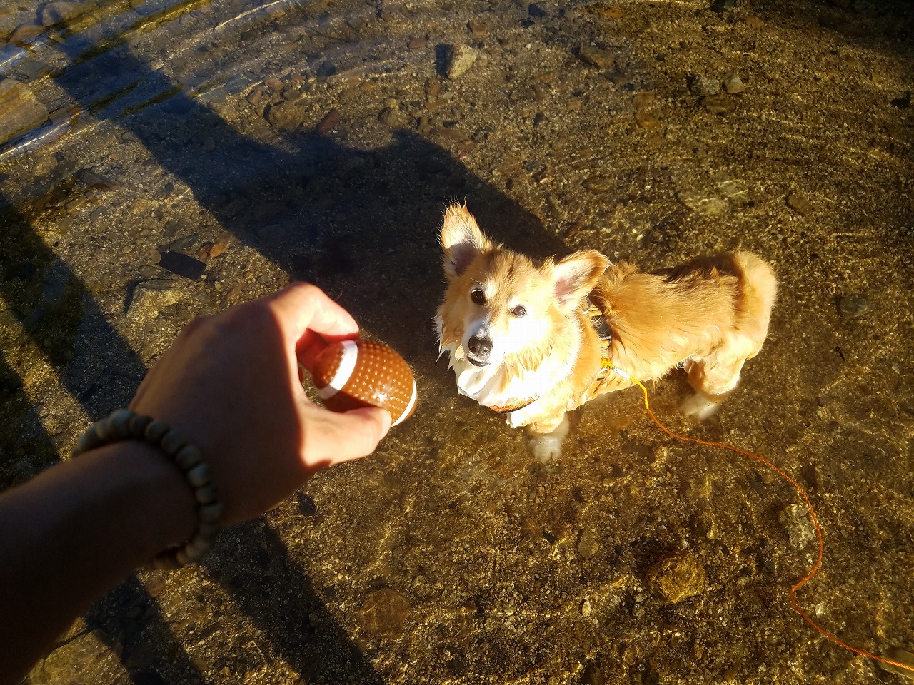 大津市の「桐生若人の広場」で、犬と水遊び